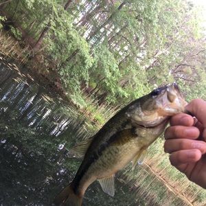 Meet your Posher, Max